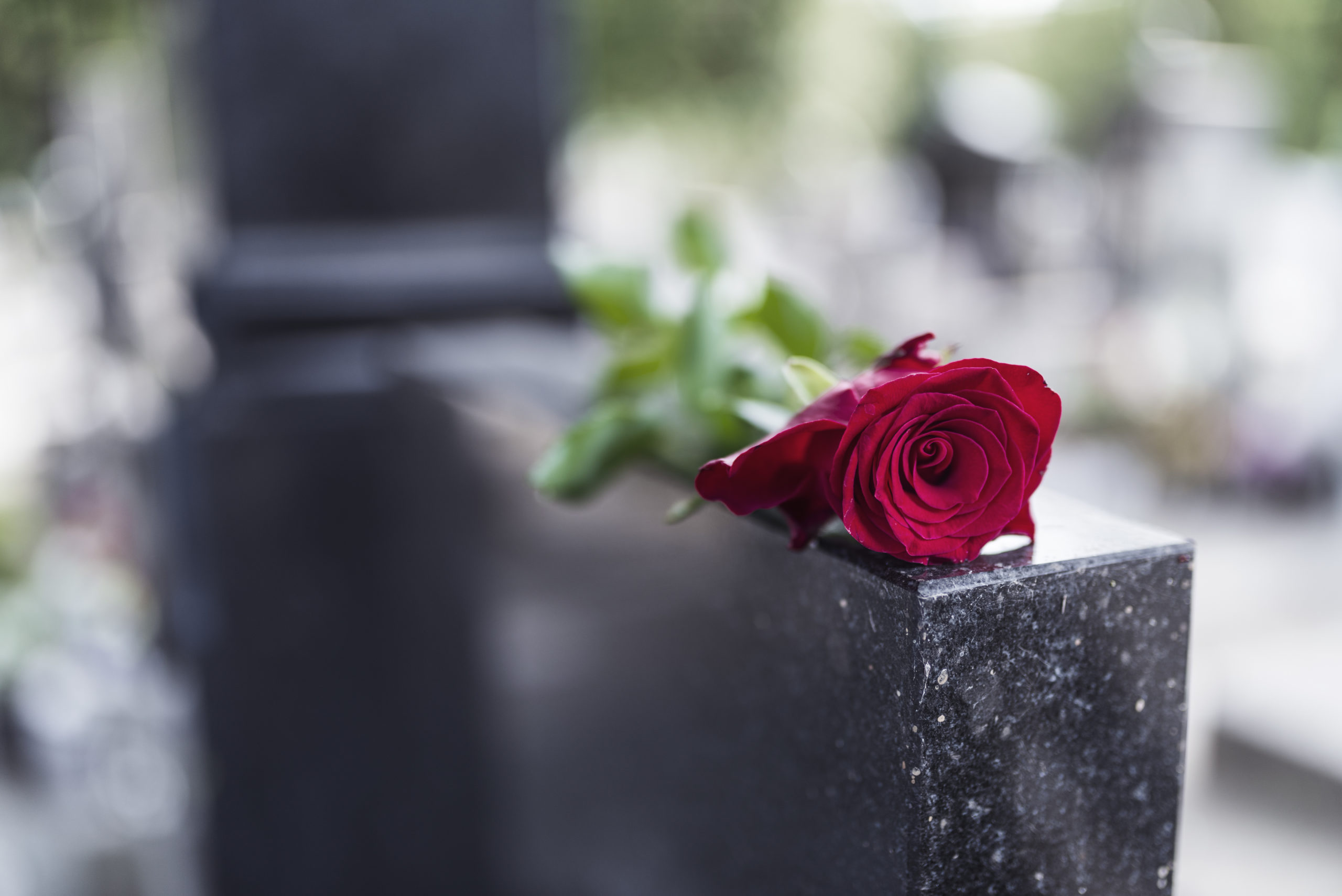 a single rose sits atop a gravestone, wrongful death theme