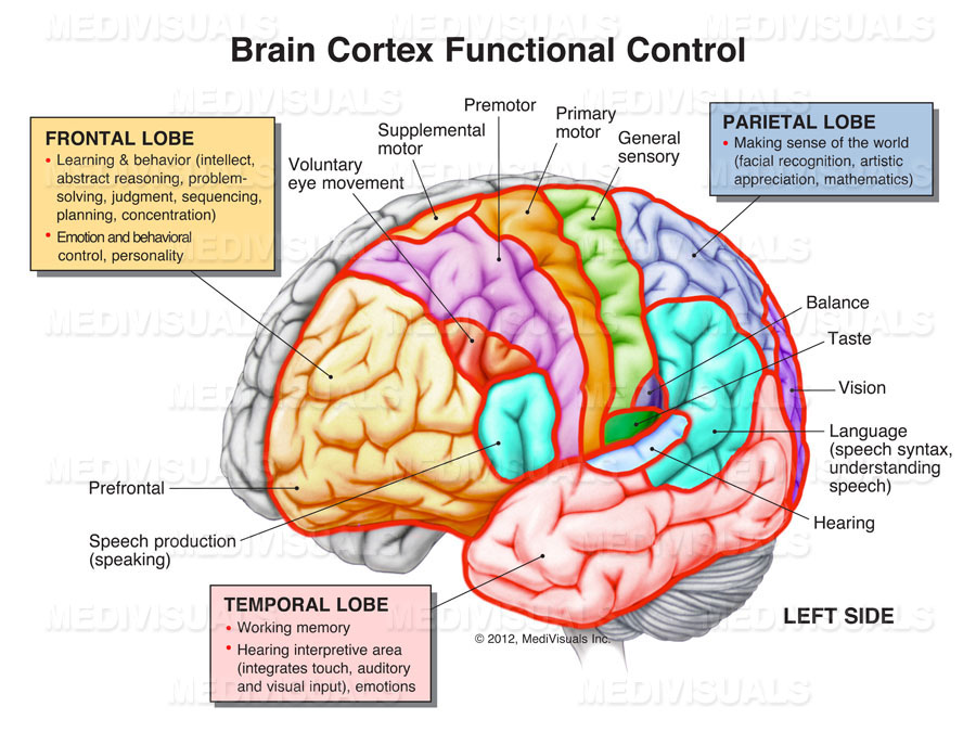 medivisuals brain cortex functional control diagram of the brain labeled