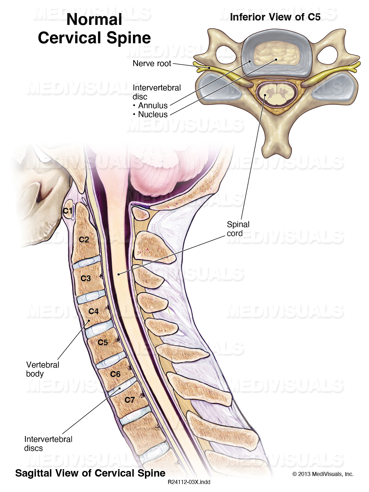 medivisuals diagram of a normal cervical spine
