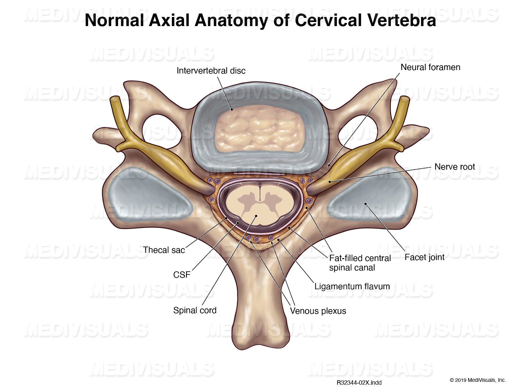 medivisuals normal axial anatomy of cervical vertebra diagram