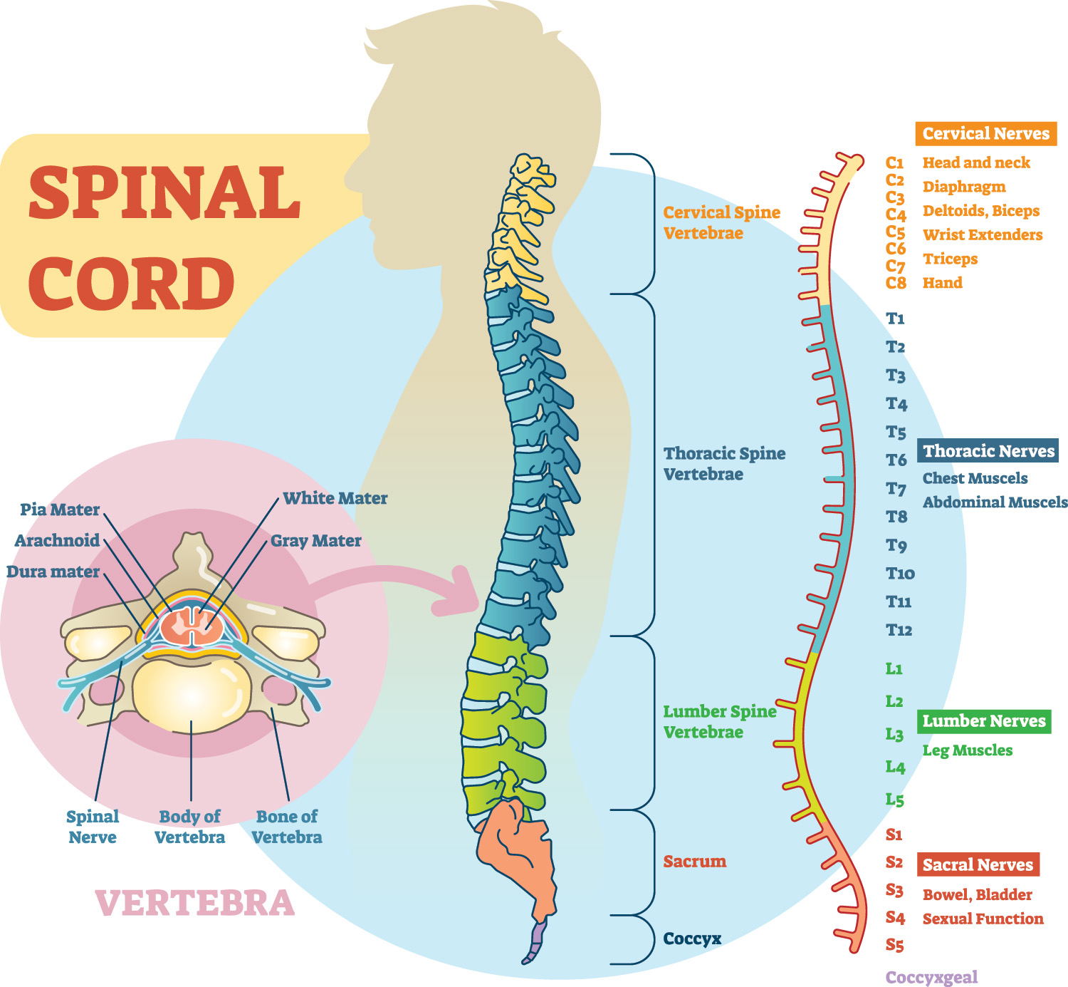 Spinal Cord Anatomy Spinal Cord And Spinal Nerve Roots Spinal Cord Anatomy Spinal Cord And Spinal Nerve Roots
