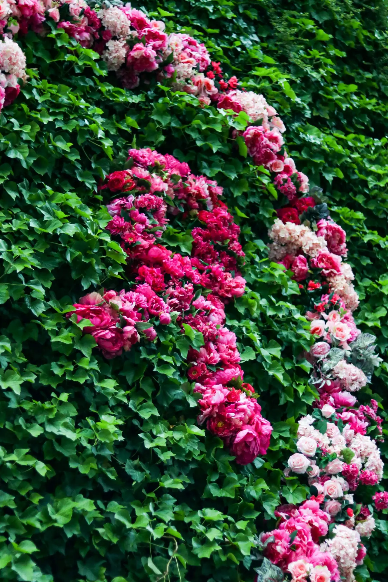 A pink ribbon of roses grows on the green, leafy background of a bush